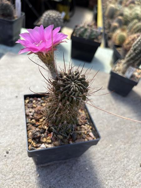 Lobivia spec. violett